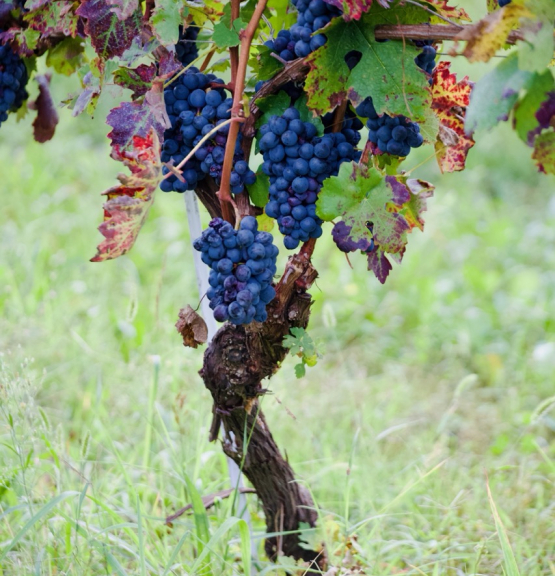 Novemberslippet på polet