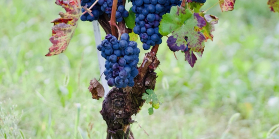 Novemberslippet på polet